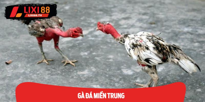 Gà Đá Miền Trung